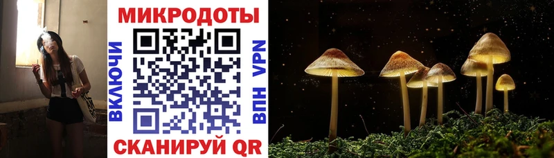 Галлюциногенные грибы Psilocybe  Кущёвская 